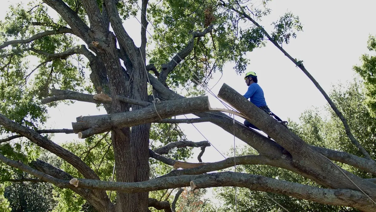 Professional Crown Thinning performed by certified arborists in Gays Creek