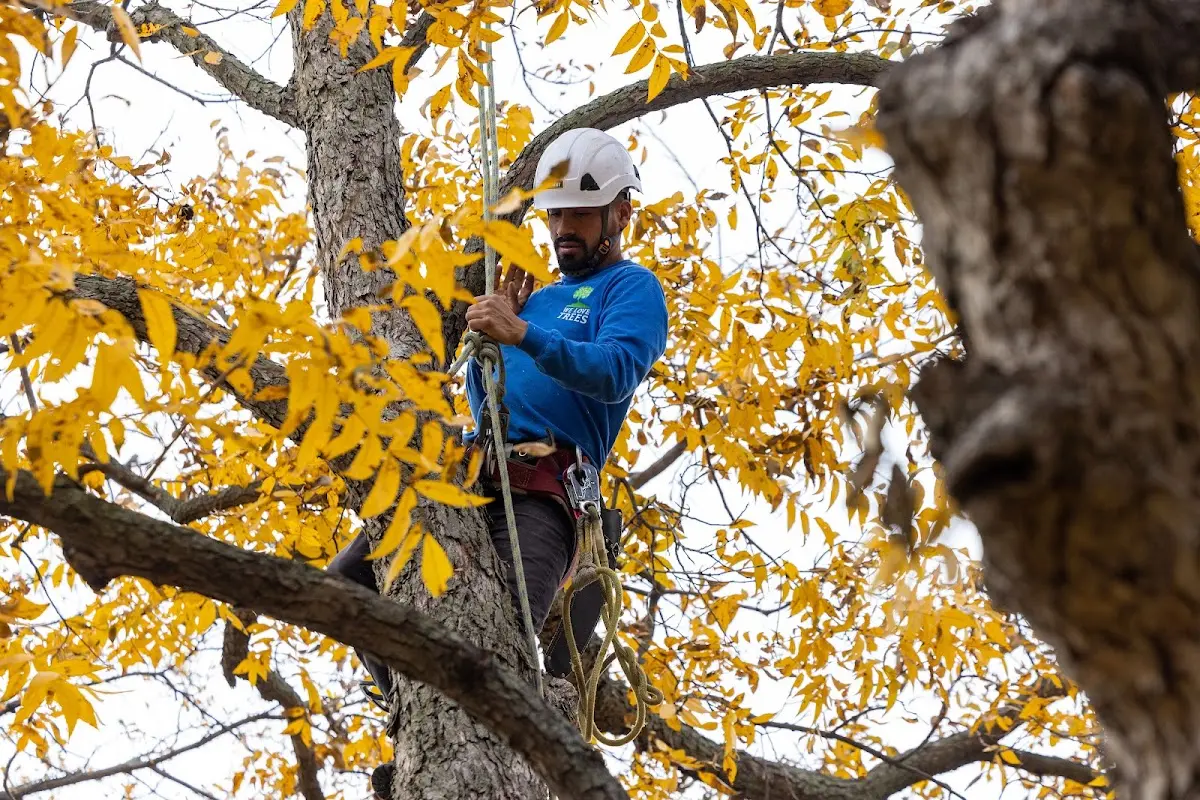 Skilled Tree Pruning crew working in Gays Creek