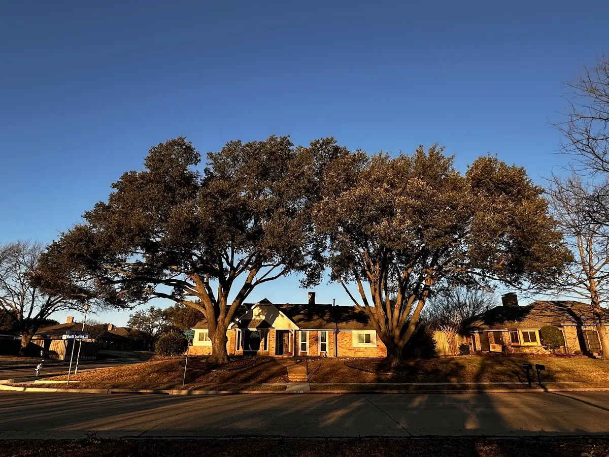 Established residential canopy tree shading a home in Gays Creek